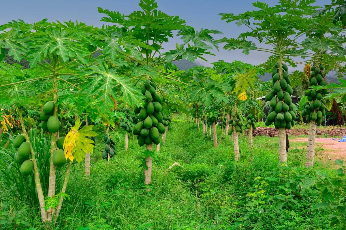 papaya