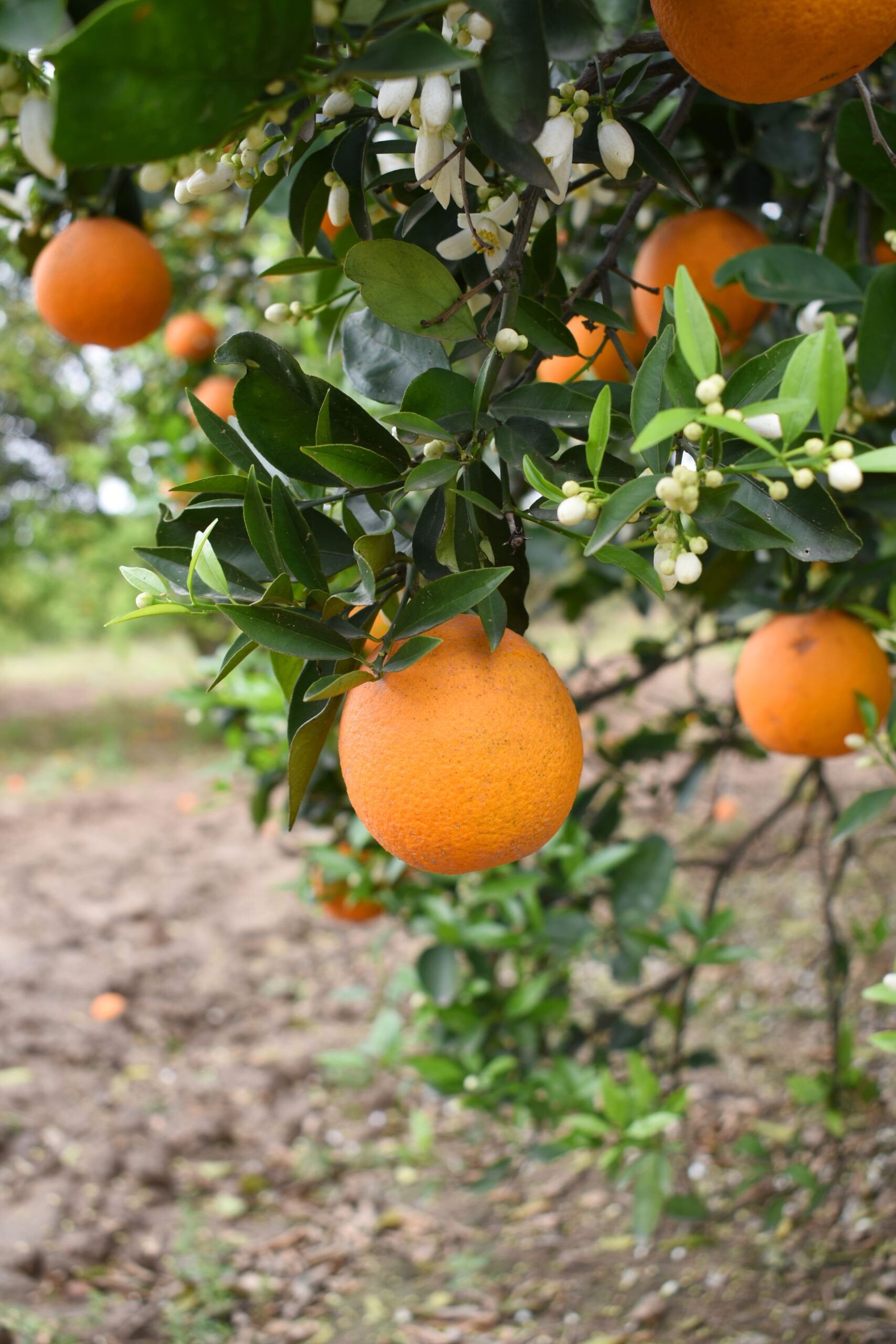 ripe-oranges-tree-closeup-beautiful-orange-tree-with-orange-fruit-hanging-tree