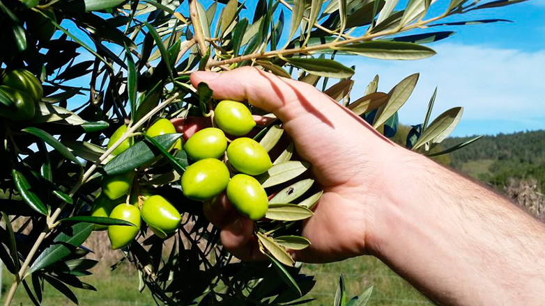 aceite de oliva