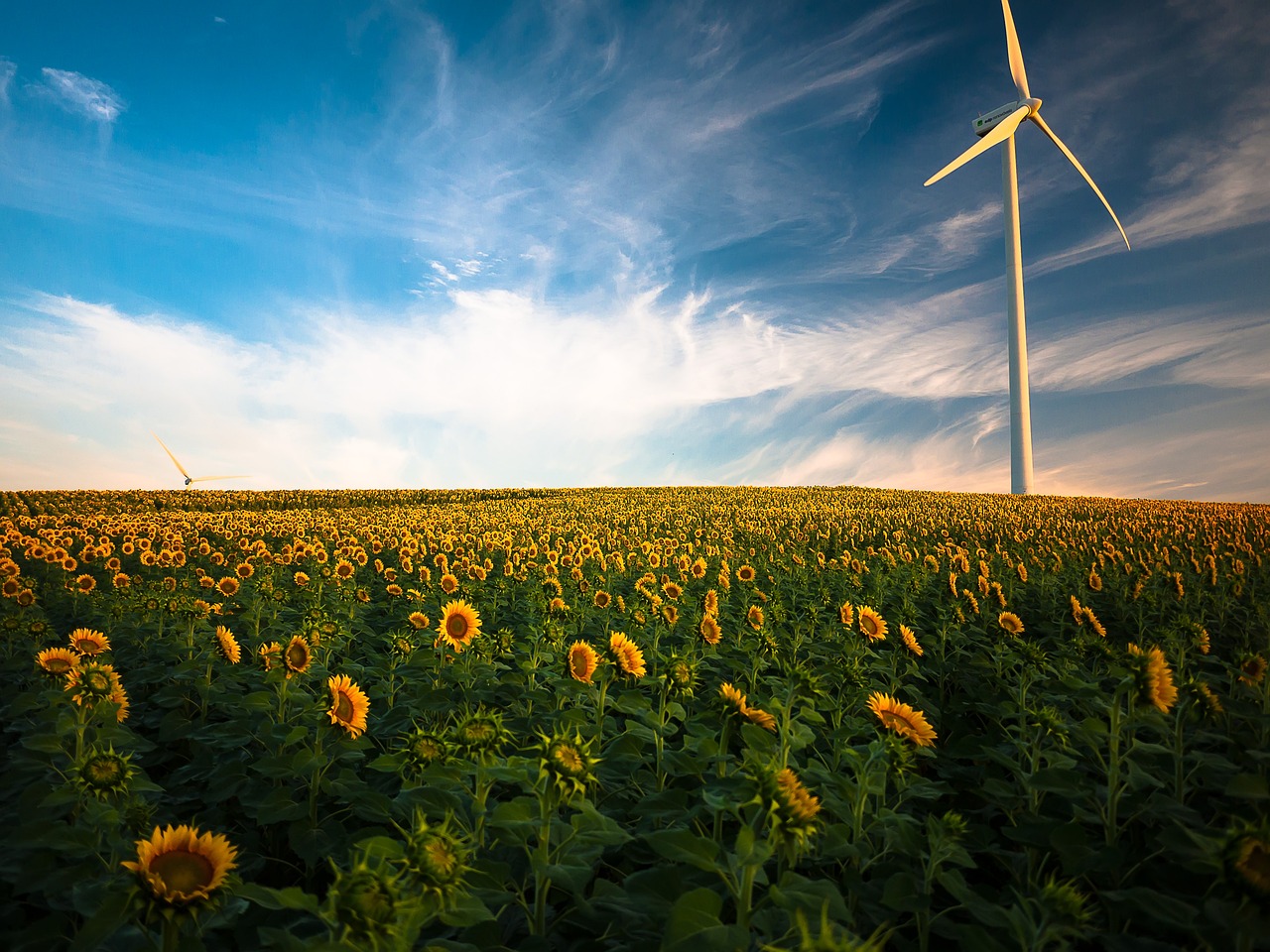 sunflowers-1853323_1280