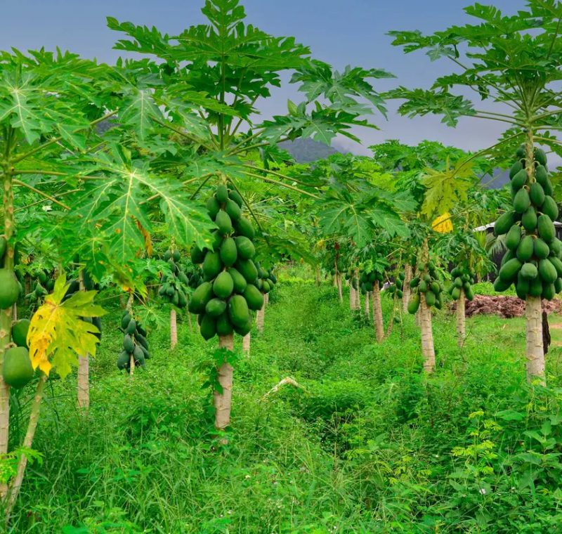 papaya papaya