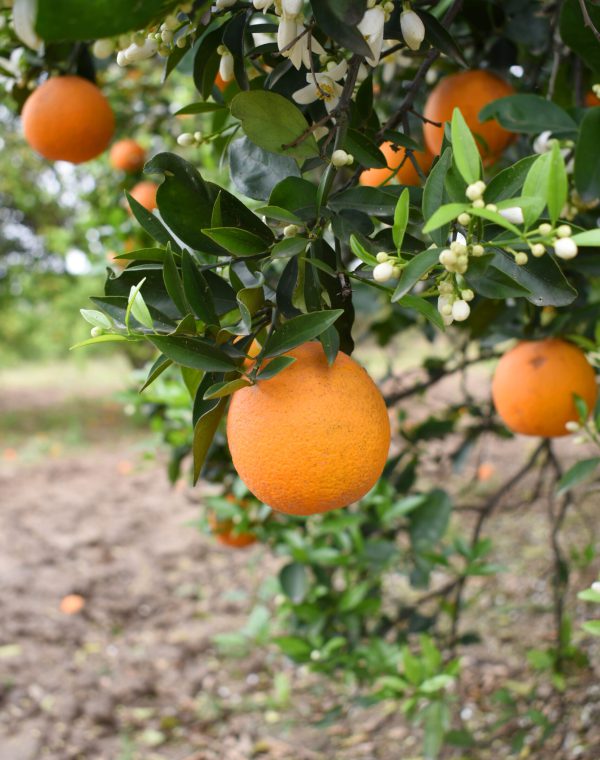 ripe-oranges-tree-closeup-beautiful-orange-tree-with-orange-fruit-hanging-tree ripe-oranges-tree-closeup-beautiful-orange-tree-with-orange-fruit-hanging-tree